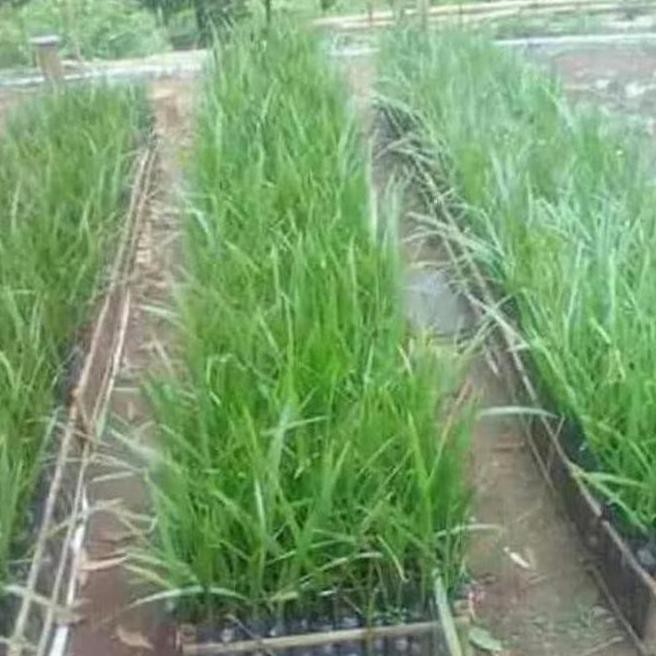 Pah1Ng Tenar Y4I Paket 3 Bibit Tanaman Hidup Buah Kurma Tropis TMe N4Wf