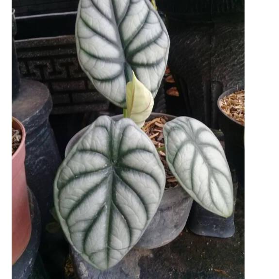 YB91 ASAMI UMBI/BONGGOL bonggol keladi tengkorak Silver ..