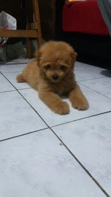 Lion Star Nh-77 Hydro Bottle 1000 Ml - Botol Air Minum 1 Liter