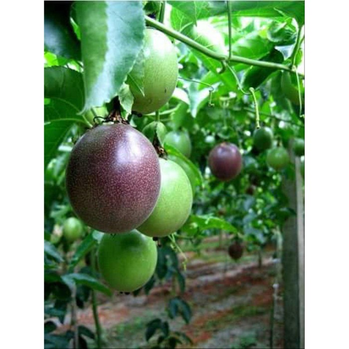 Bibit tanaman buah markisa