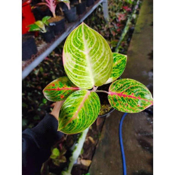 Aglonema Goliath remaja