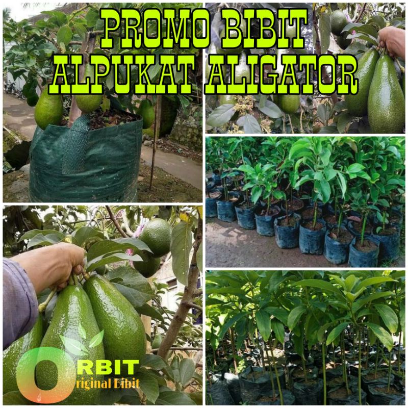 PROMO BIBIT ALPUKAT ALIGATOR SIAP BERBUAH