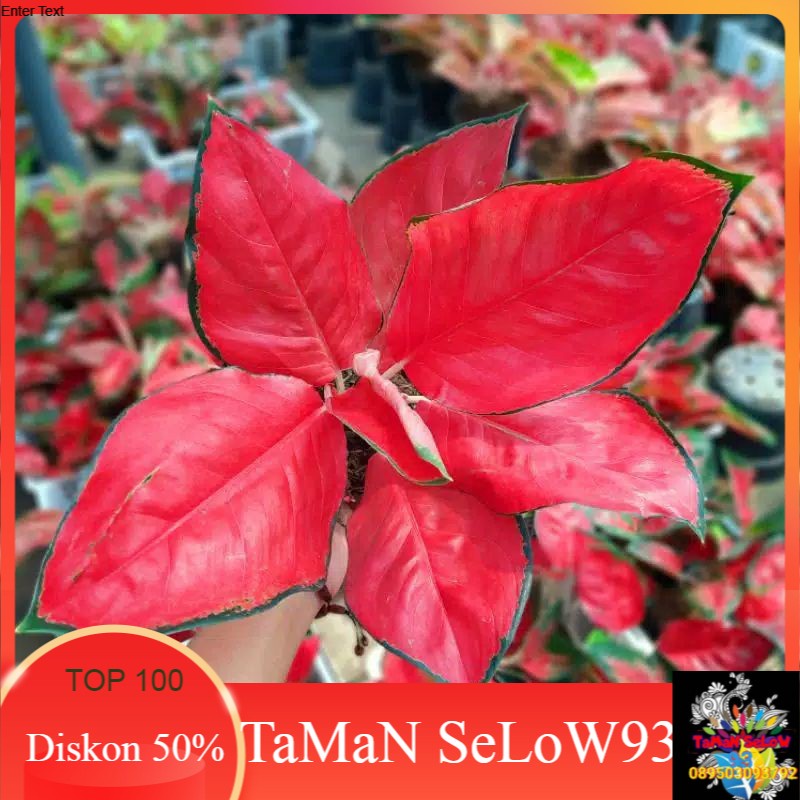 pohon aglonema suksom jaipong-suksom culture jaipong