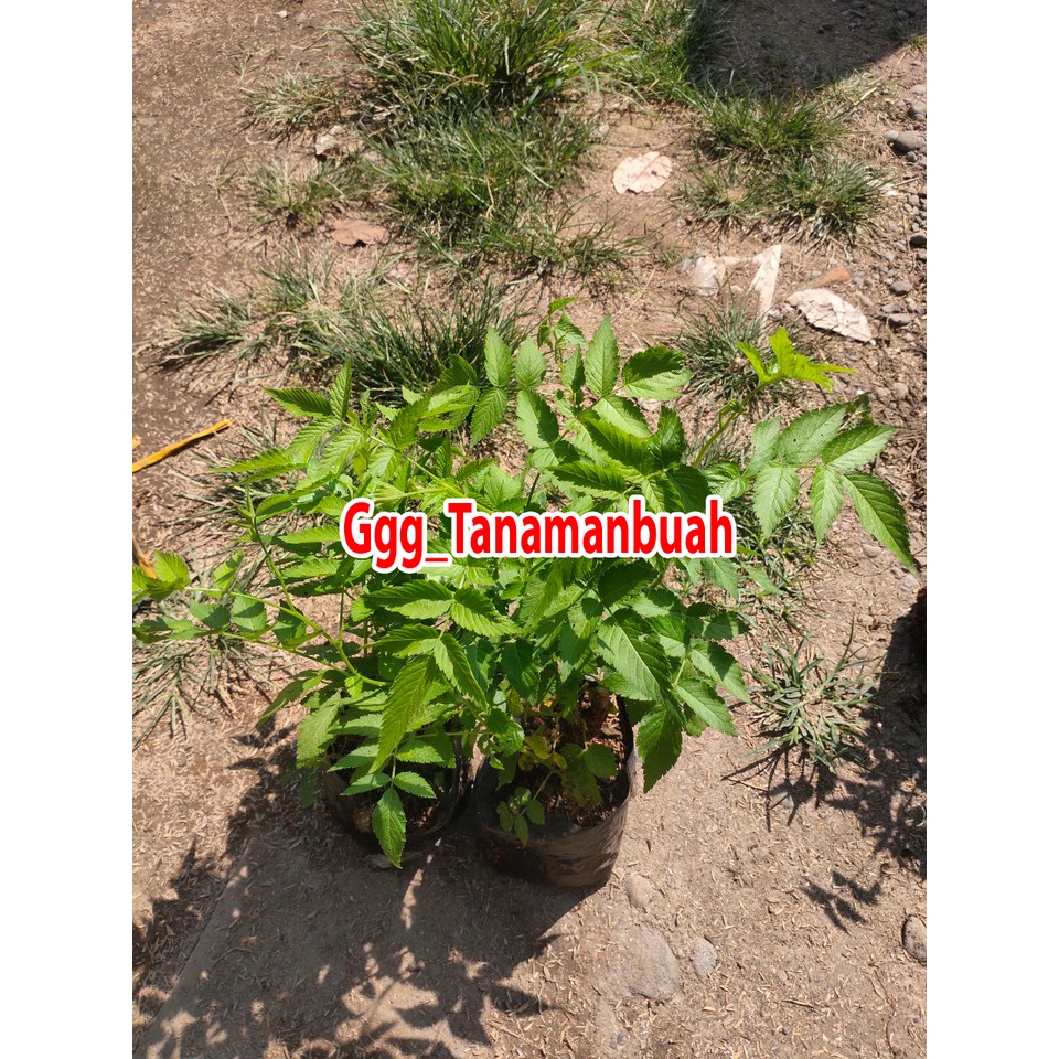 Bibit Raspberry jumbo Merah cepat berbuah