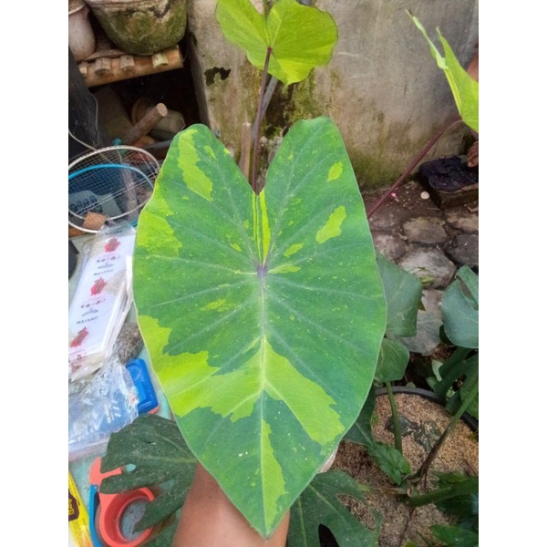 colocasia lime gecko/kolokasia Lime gecko
