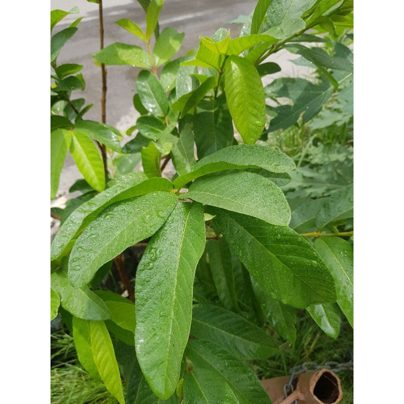 

LE1001 - DAUN JAMBU BIJI SEGAR DAN BERMANFAAT