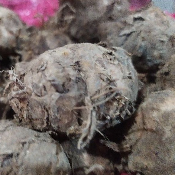 

induk Kunyit super segar 1kg