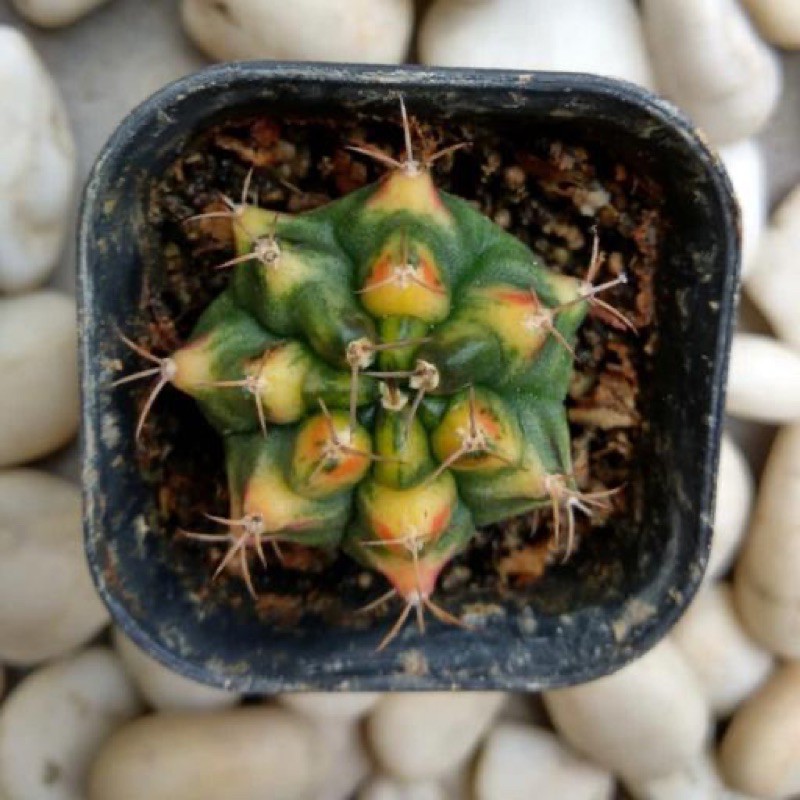 Kaktus Gymno Miha yellow