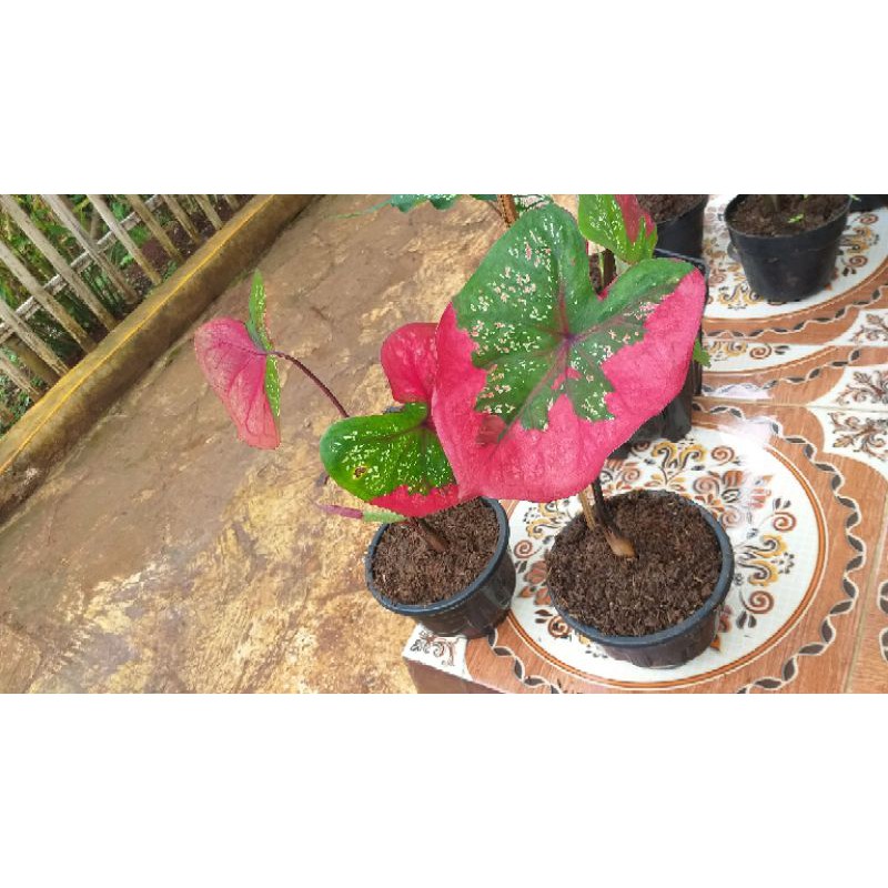 keladi dewasa baret merah