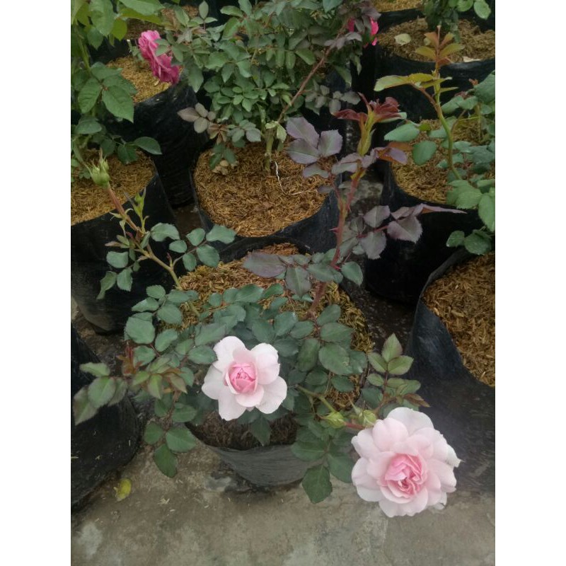 Mawar Import Remaja ( ROSARIO )