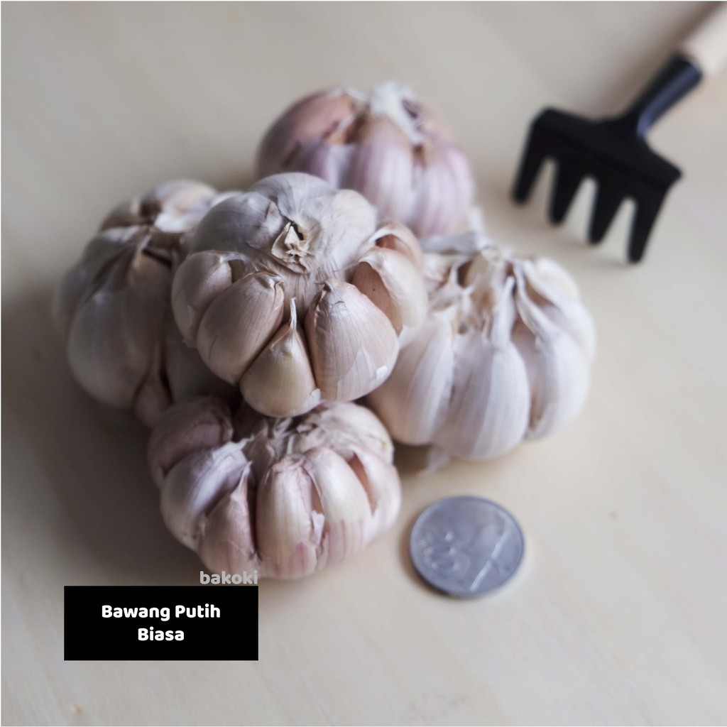 

Bawang Putih Biasa