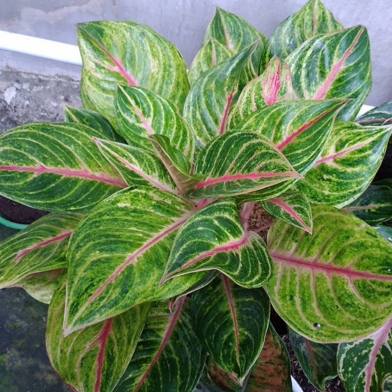 Aglonema Red Panama