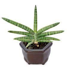 Sansivera sansevieria Boncel (Sansevieria cylindrica) Green Sanseviera starfish boncel mini
