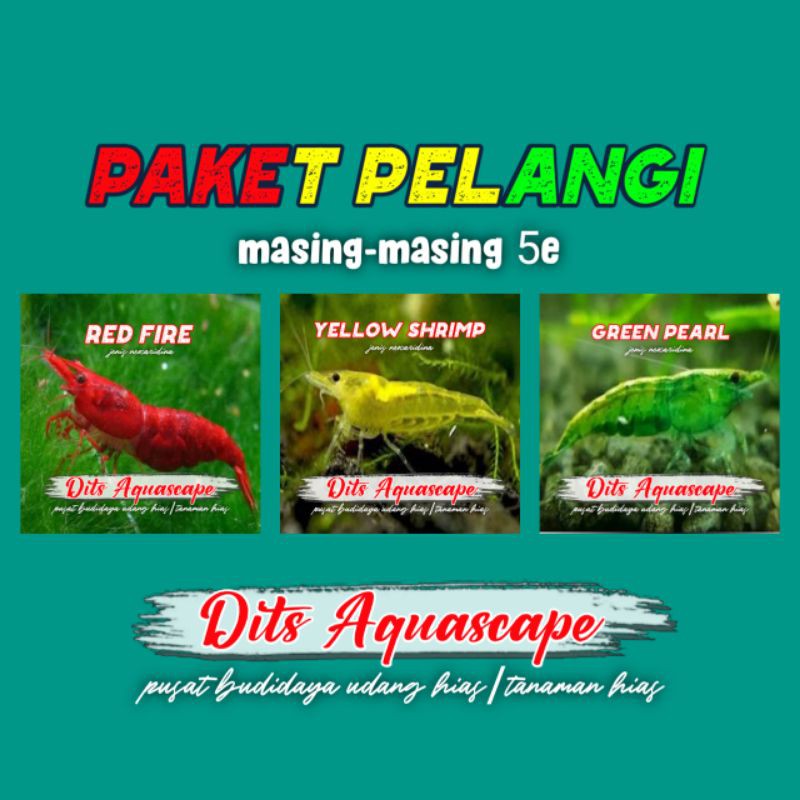Paket udang hias Pelangi aquascape aquarium
