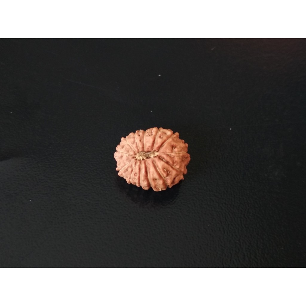 Jenitri Mukhi 13 D15.3x12.75 Liontin Genitri Rudraksha