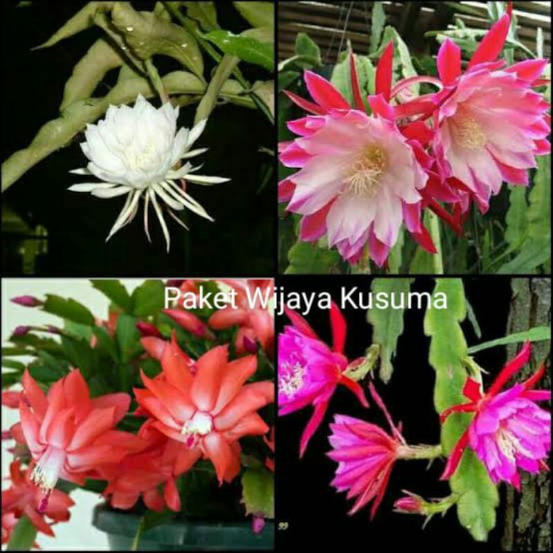 paket4 tanaman hias-wijaya kusuma putih-wijaya kusuma pink-wijaya kusuma orange-wijaya kusuma merah
