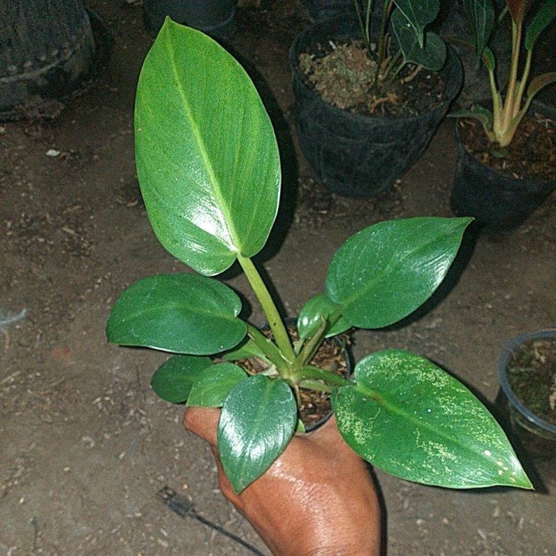 Philodendron Melodii X Gigantium