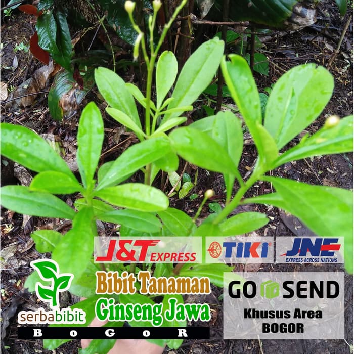 Bibit Tanaman Ginseng Jawa - Som Jawa