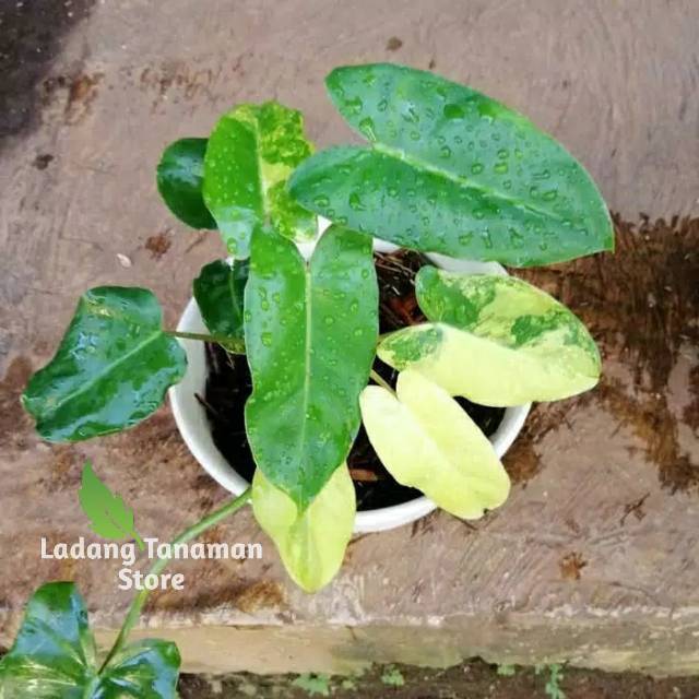 Tanaman hias philodendron burlemarxii  variegata - philodendron brekele variegata