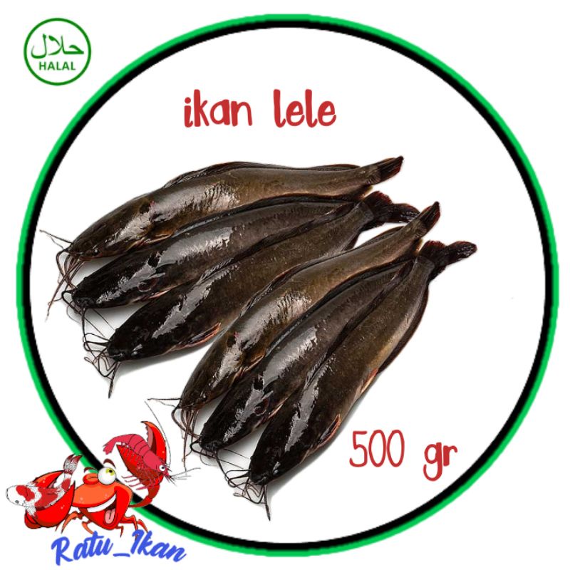 

ikan lele segar[500gram] ratu_ikan