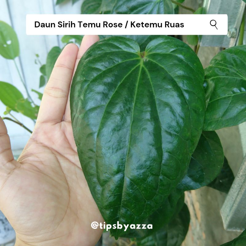 Daun Sirih Temu Rose | Daun Sirih Ketemu Ruas | Daun Sirih Segar Langka