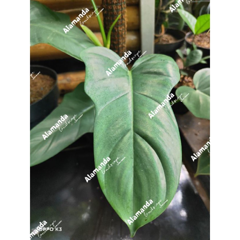 Tanaman hias philo violin, Philodendron violin, Tanaman merambat, philodendron violin