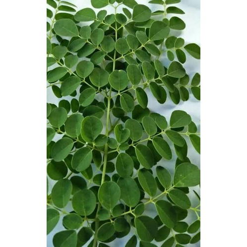 

daun kelor