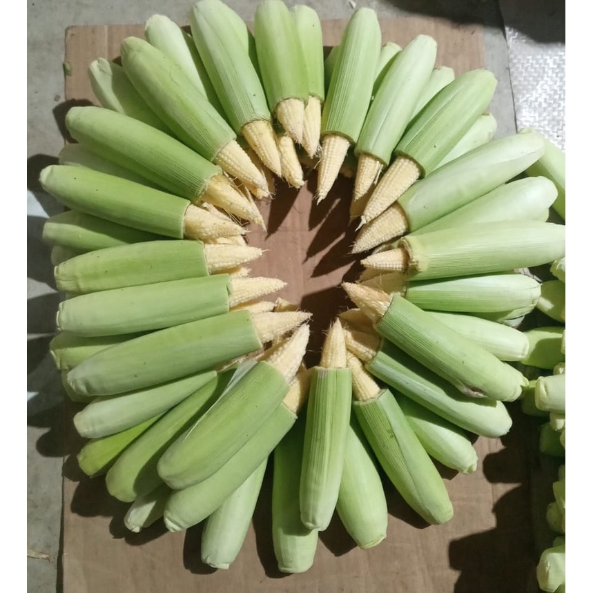 

Baby Jagung Fresh 1kg