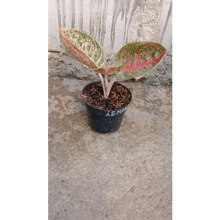 AGLONEMA LEMANG