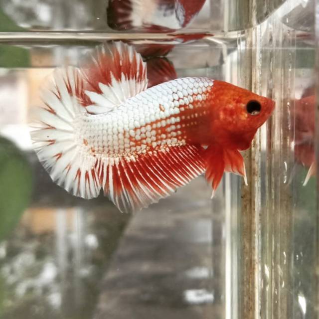 Cupang fancy ws orange head  ori