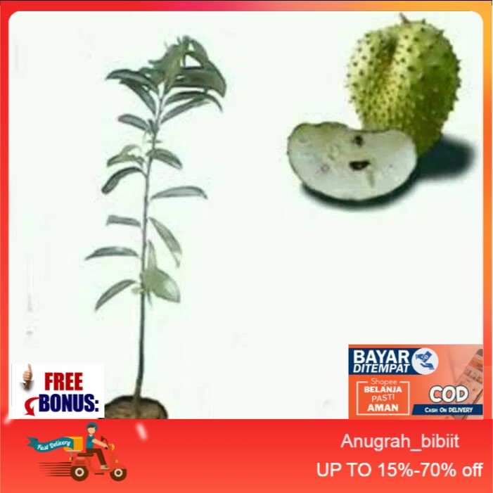Bibit Buah Sirsat Ratu Unggulan Bibit Unggul