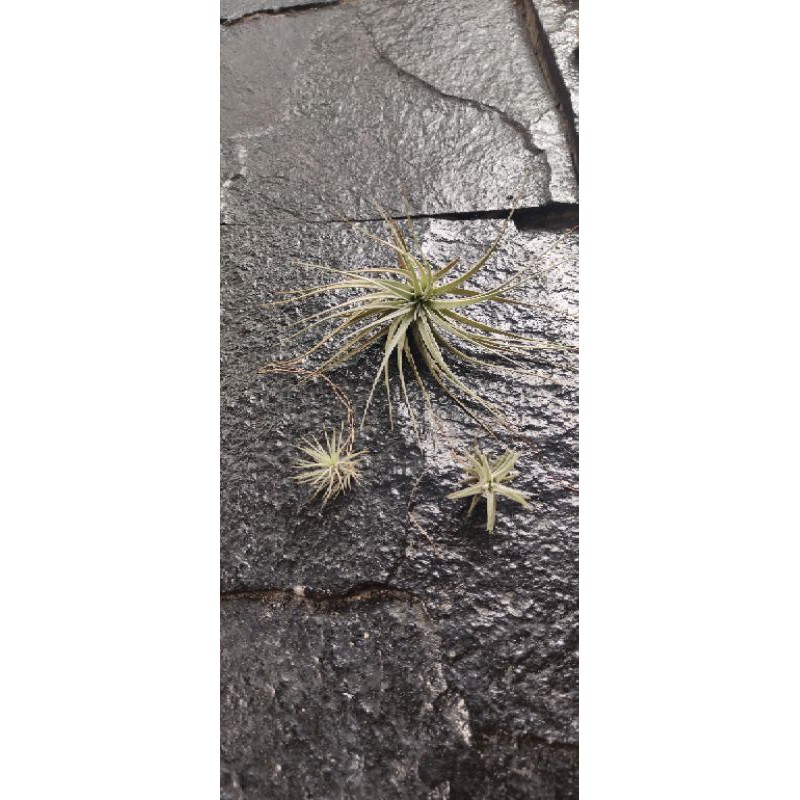 Tillandsia paket Vanhyngini, Funckiana, cottoncandy