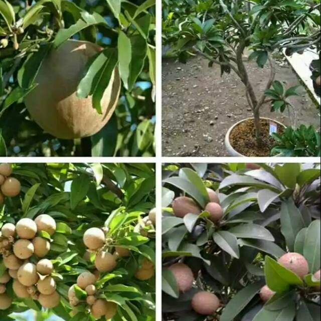 Bibit pohon buah sawo sudah berbuah