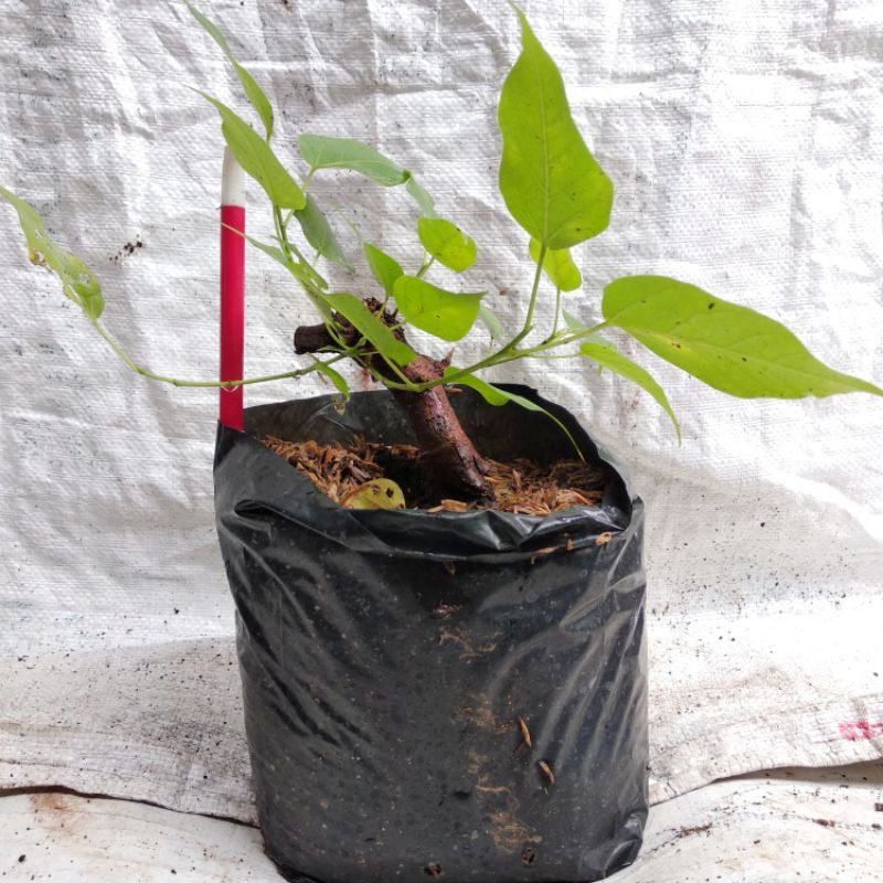 Bahan bonsai Ficus religiosa atau Ficus bodhi