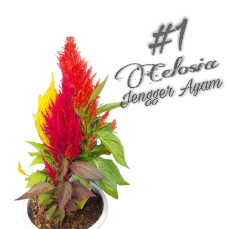 PAKET TANAMAN HIAS CELOSIA 2 WARNA MERAH, KUNING |JENGGER AYAM |COD| PROMO SUPER MURAH