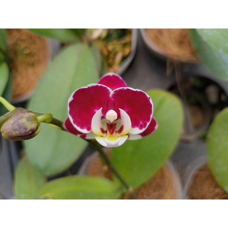 anggrek bulan grade B maroon keunguan bunga mini phalaenopsis hybrid angbul mini kondisi knop mekar