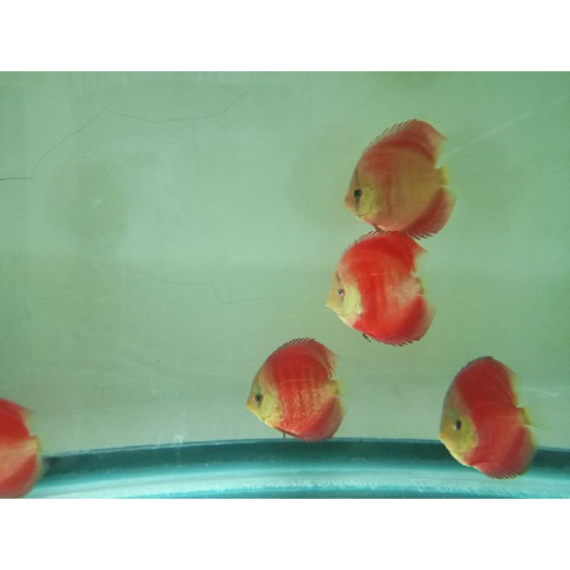 discus sunmerah hb (high body) esktrem 3in