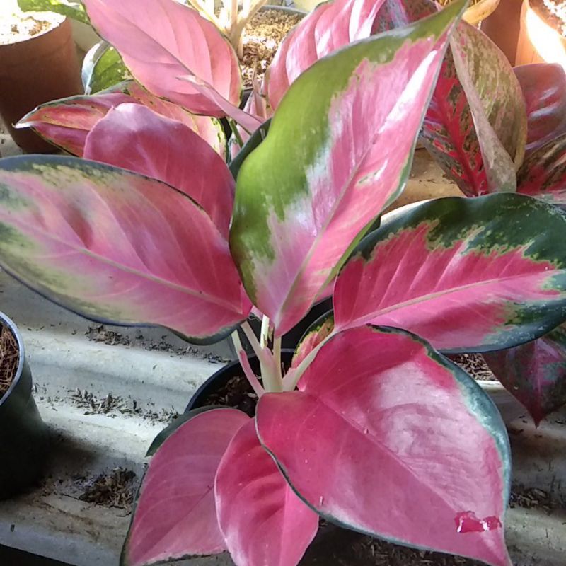 Aglonema red majesty