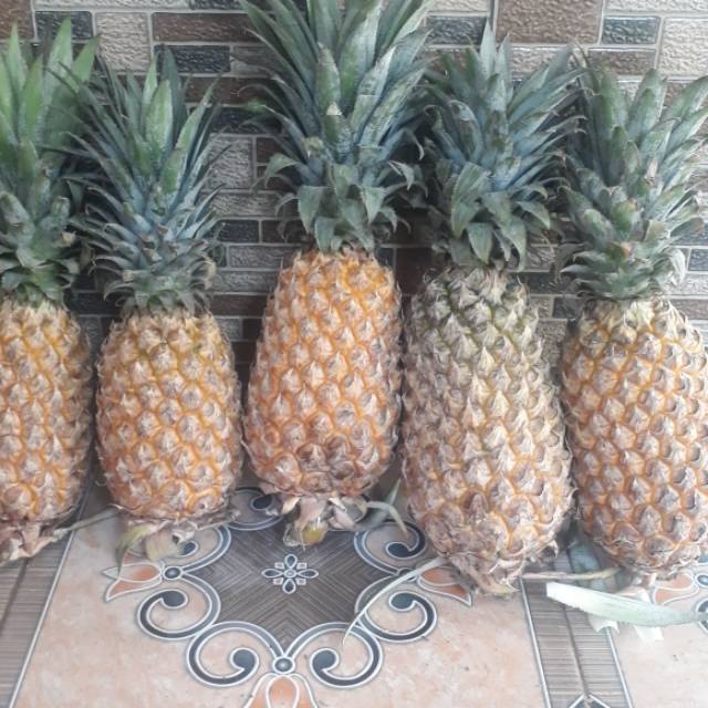 

Buah Nanas 1 kg nan