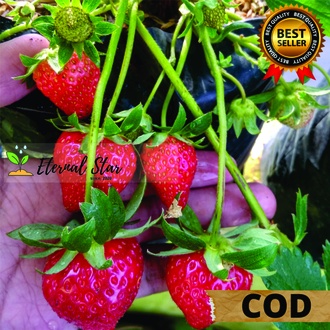 bibit strawberry jumbo manis