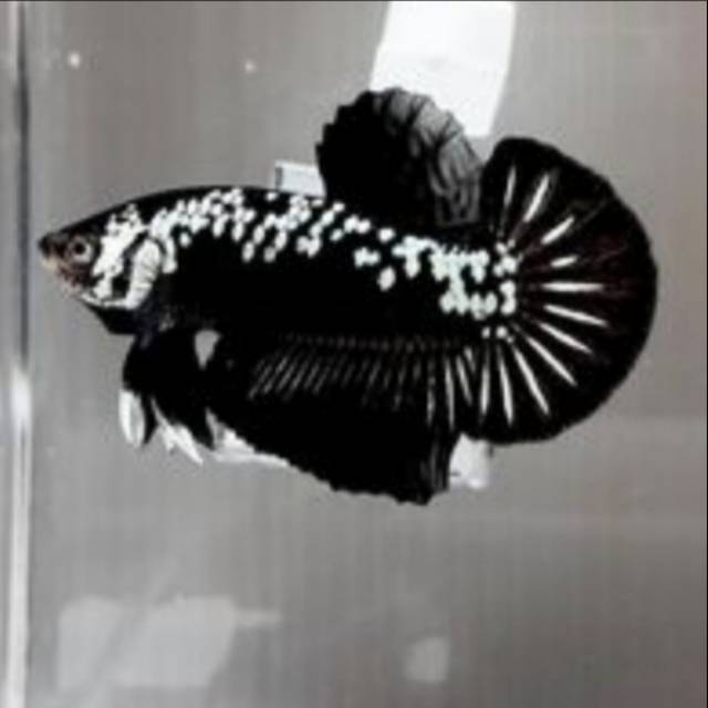 Ikan Cupang Black Samurai Shopee Indonesia