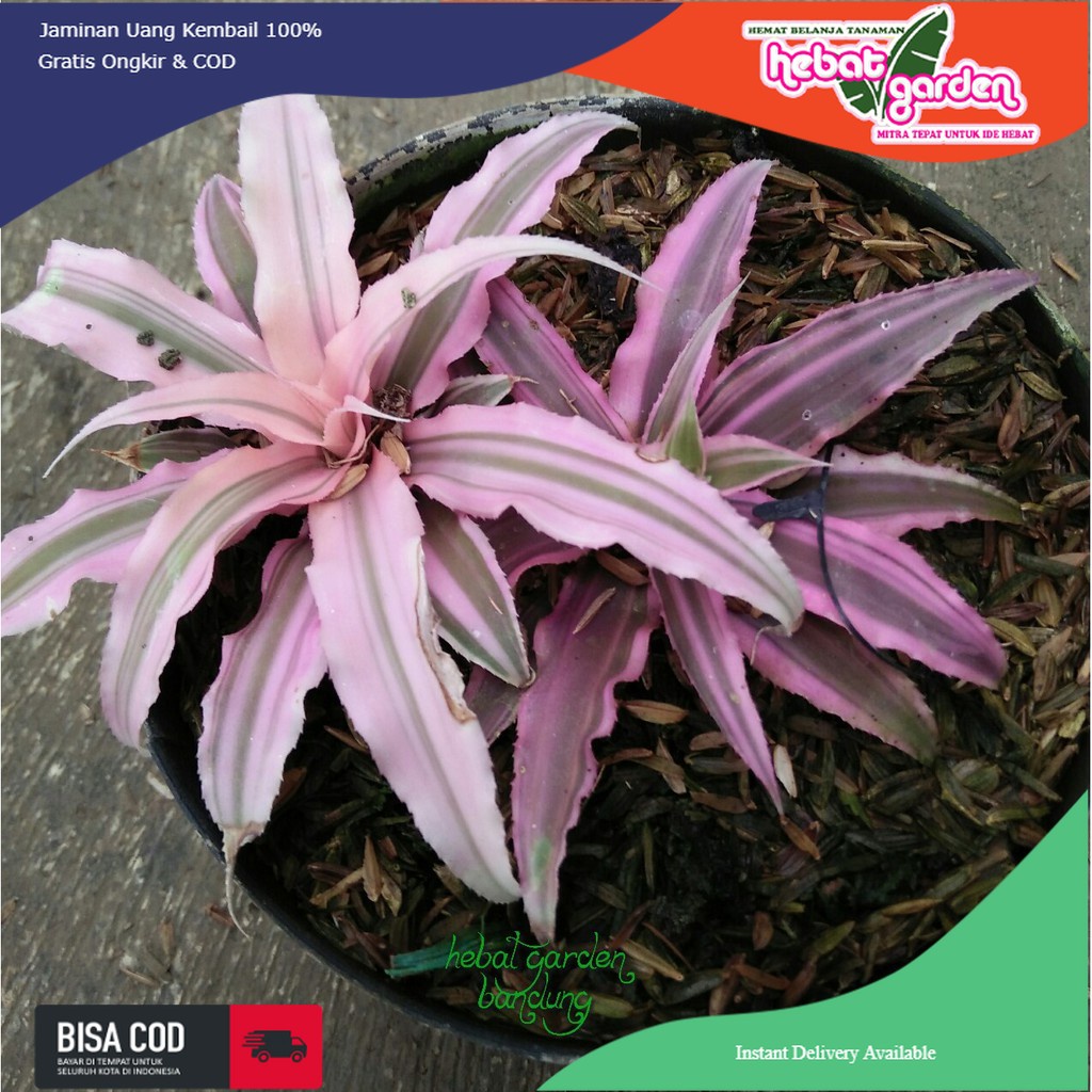 Tanaman kerang nanas pink  cryptanthus elaine - hebat garden343