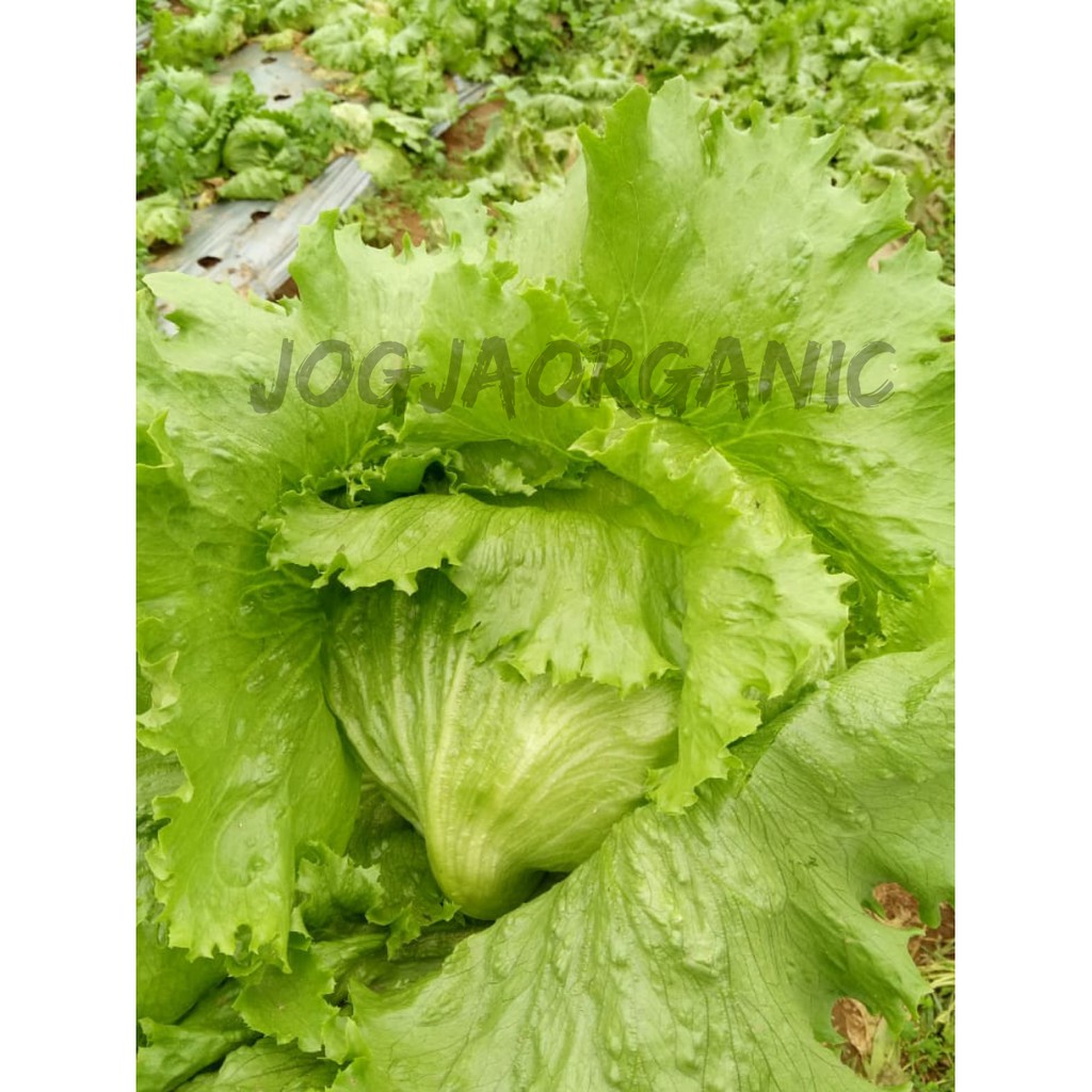 

[SAKHARA SHOP] SELADA ICEBERG/LETTUCE ICEBERG ORGANIK (300 Gram)