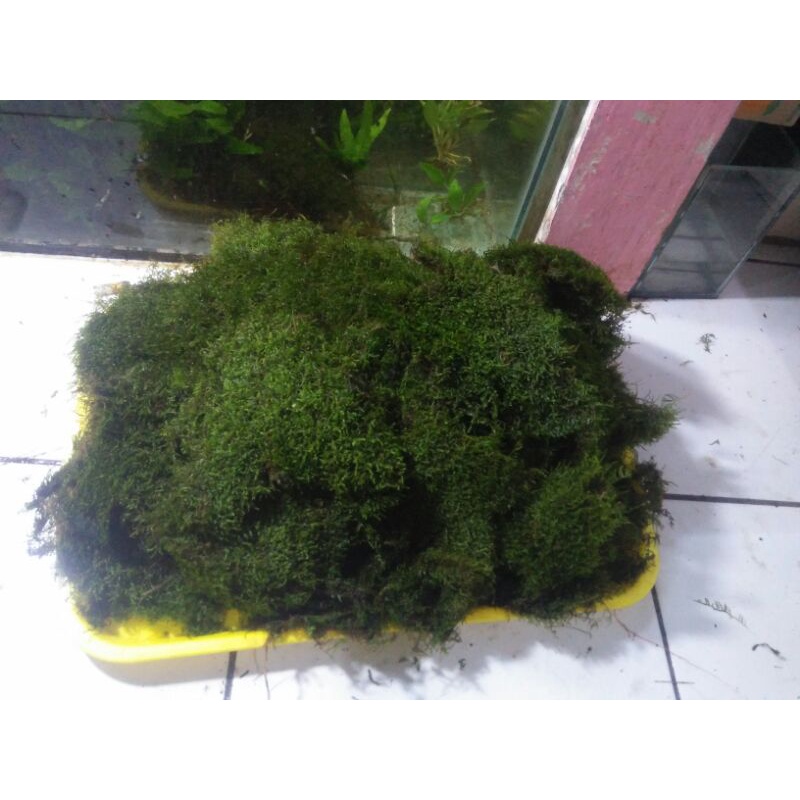 mos darat / semi  1  kg