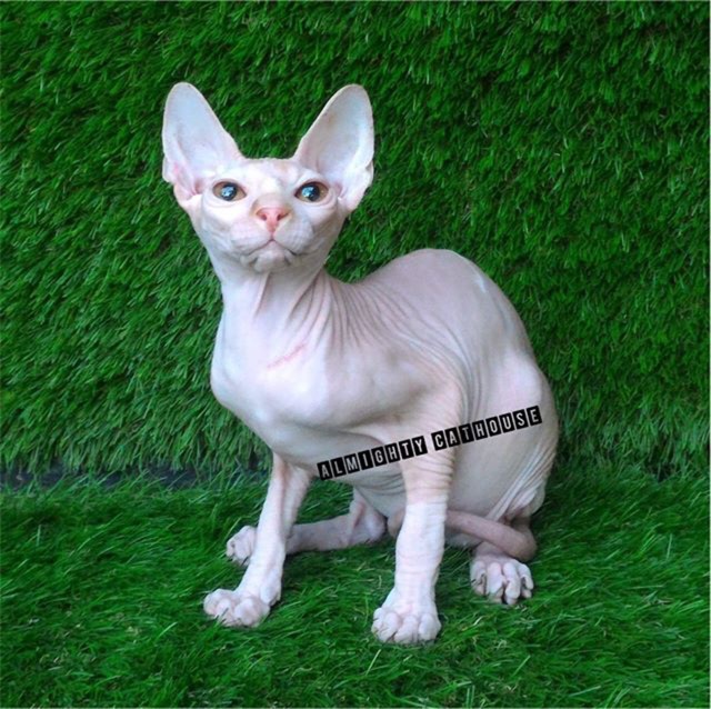 ⛔️TERJUAL⛔️ JUAL KUCING SPHYNX  Shopee Indonesia