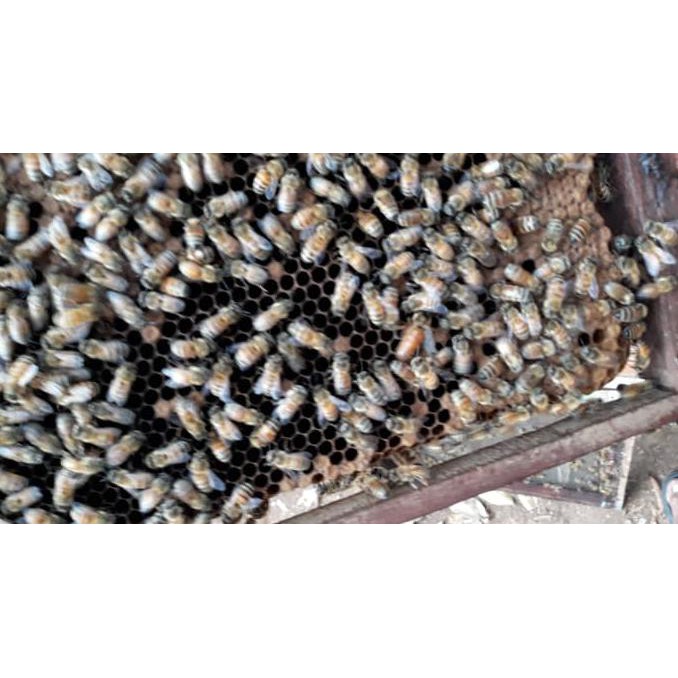 

9H476R- Madu Randu 100% Asli 1 Kg Dyu5Ge4-