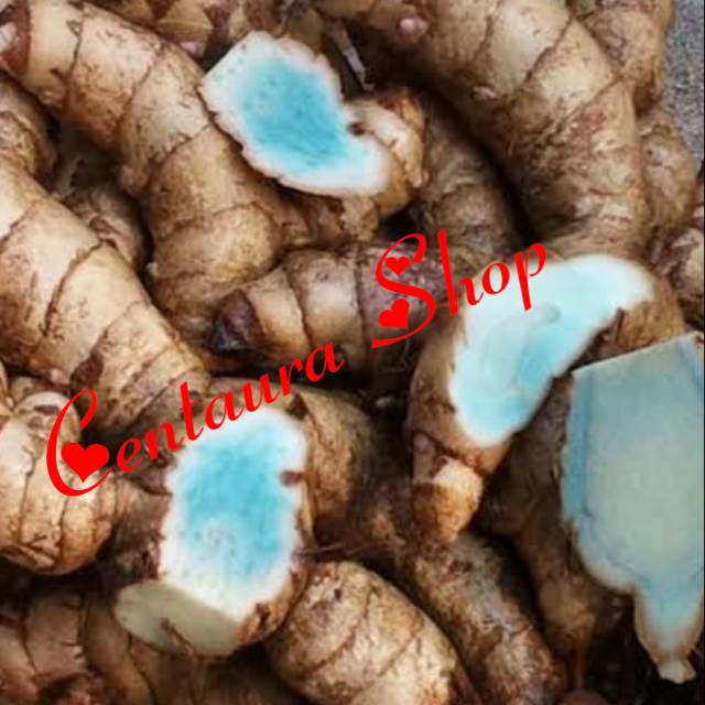 

Temu Ireng / Temu Hitam Segar Herbal Kwalitas Unggul 1000gr