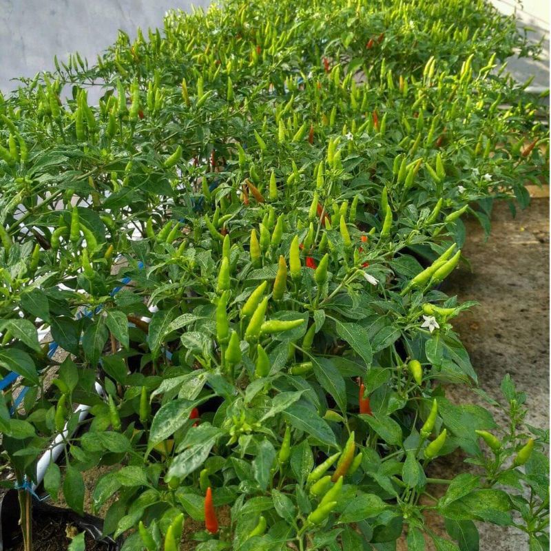 Benih/biji Cabai Rawit Hijau Per (20 biji )