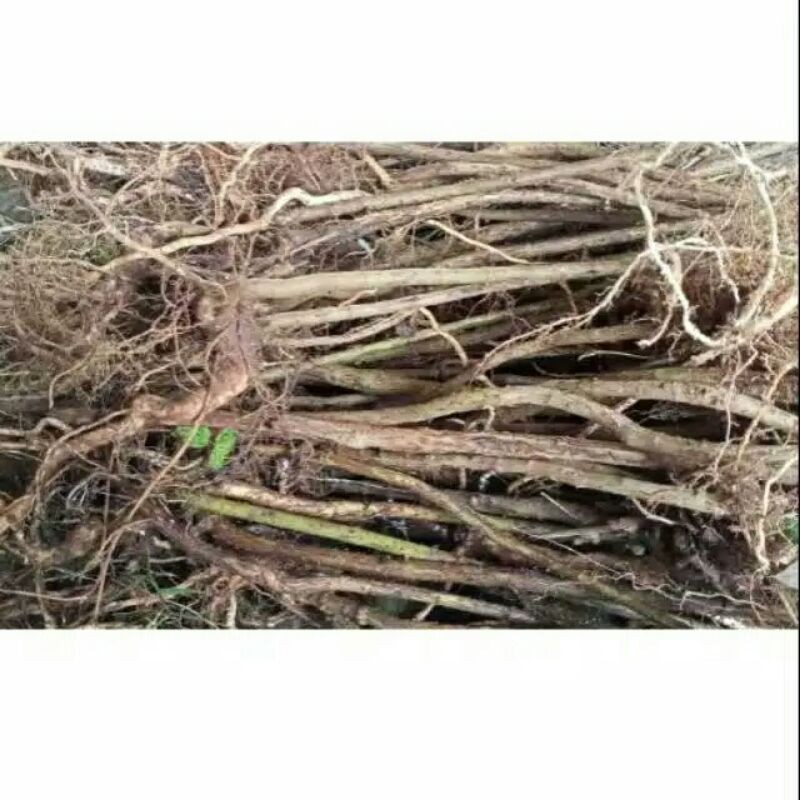 AKAR SENGGANI AQUASCAPE. AKAR AQUASCAPE. KAYU AQUASCAPE. KAYU AQUARIUM