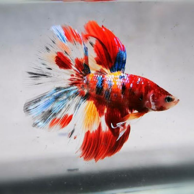 IKAN CUPANG HALFMOON /HM NEMOXY /FANCY